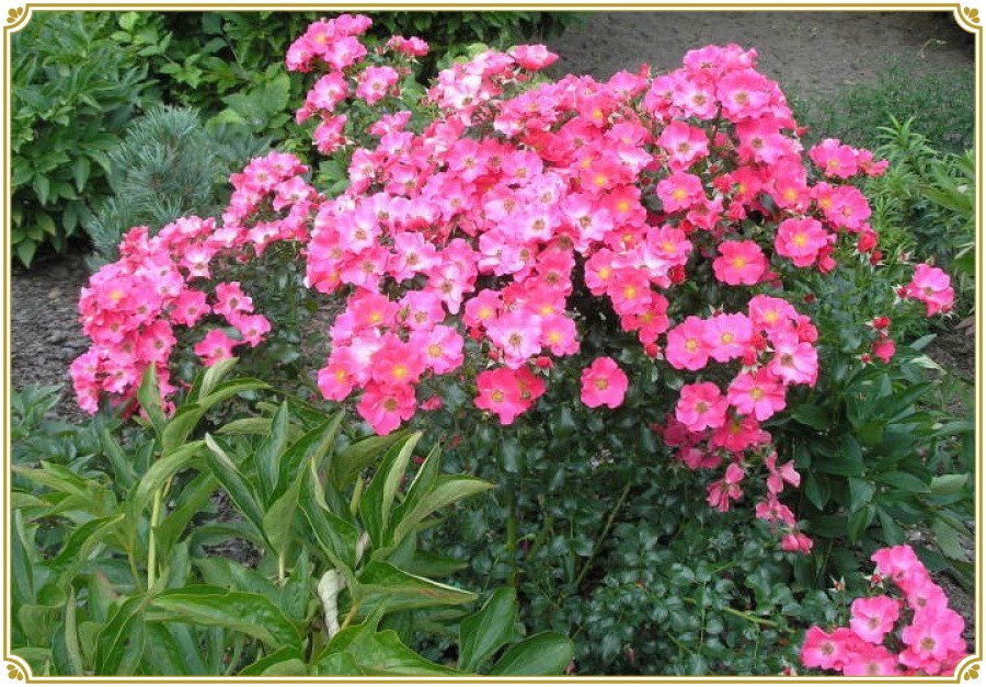 Stad Rom róża okrywowa